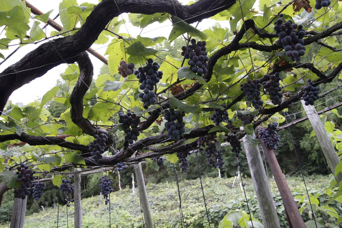 🍷 카와치 와인관(河内ワイン館) 이미지 8